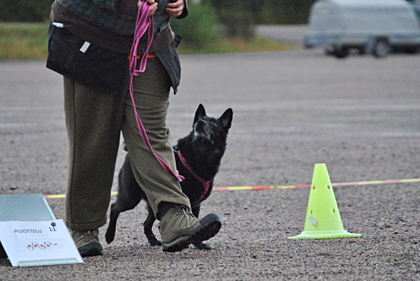 Freia at unofficial rally-obedience