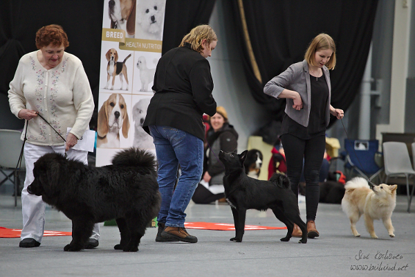 Mana at Lahti puppy show group ring