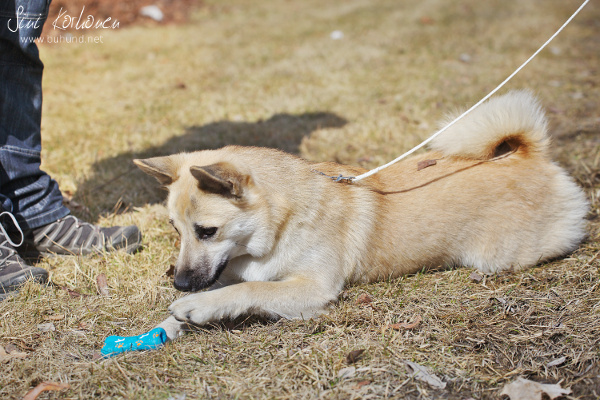 Saaga playing outside