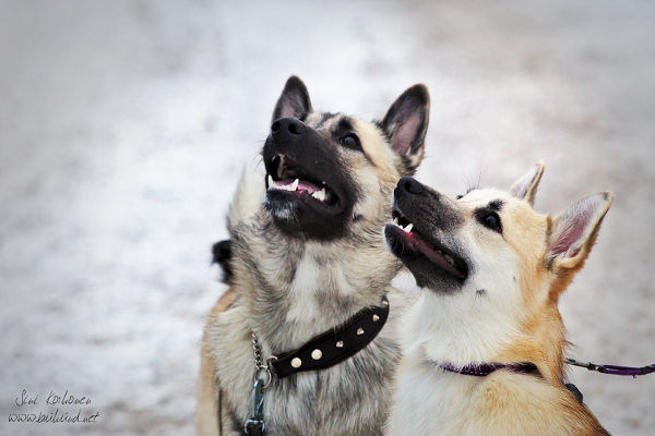 Saaga and Rollo (Hircine)