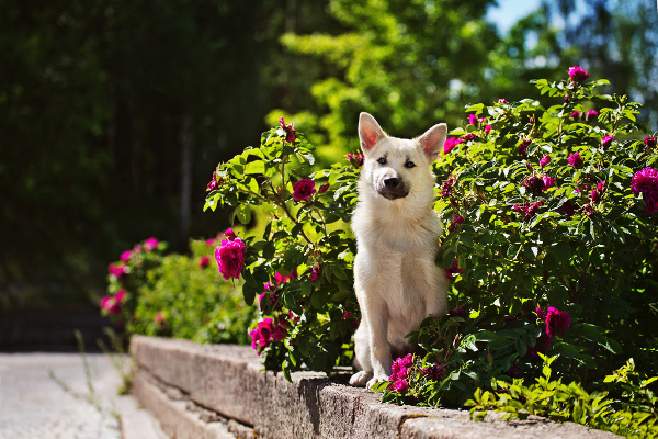 Teysa at Lahti centrum rose bushes summer 2018