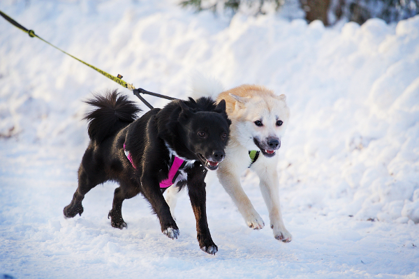 Teysa ja Virna canicross-lenkillä 2019 alussa