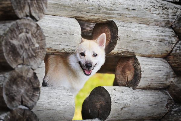 Teysa at a cabin in Sysmä, summer 2019