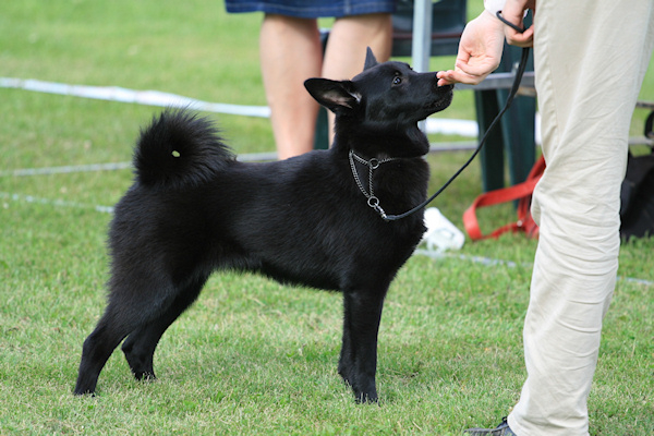 20.7.2008 Puppy Show