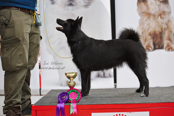 Virna BOS-puppy at Lahti puppy show